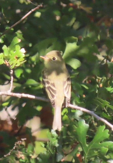 Western Flycatcher (Pacific-slope) - Jim Rowoth