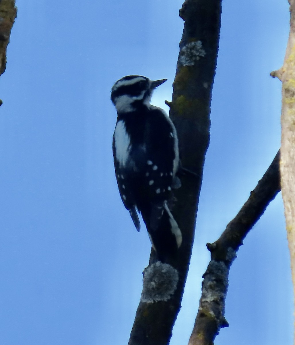 Downy Woodpecker - Jim Rowoth