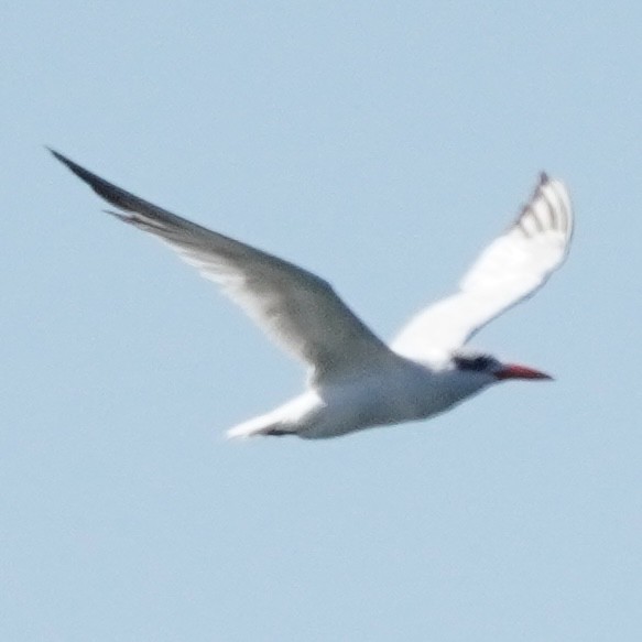 Caspian Tern - ML490686171