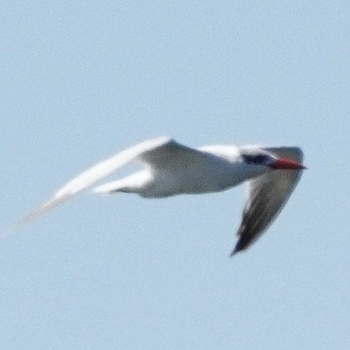 Caspian Tern - ML490686181