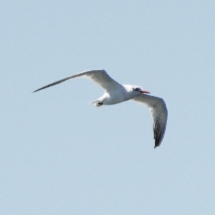 Caspian Tern - ML490686191