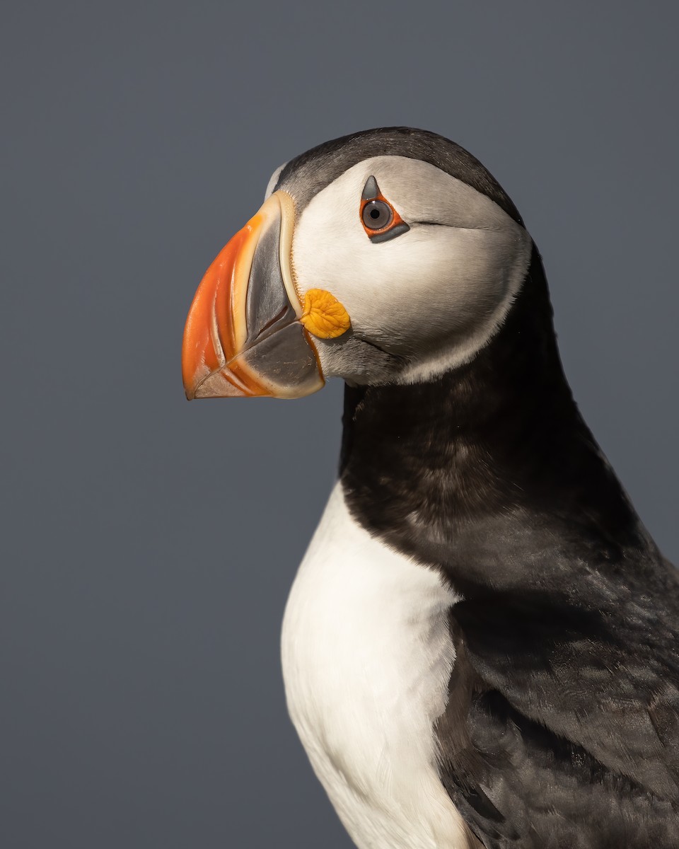 Atlantic Puffin - ML490687361