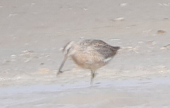 Short-billed Dowitcher - ML490688491