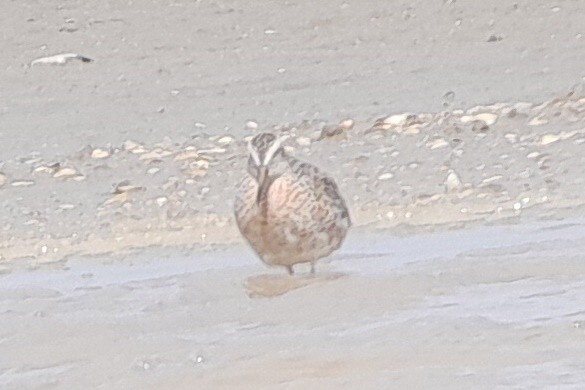 Short-billed Dowitcher - ML490688501