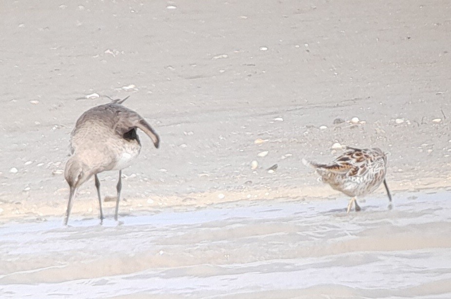 Short-billed Dowitcher - ML490688511