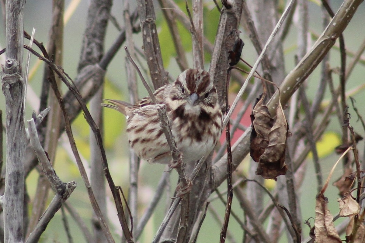 Song Sparrow - ML490688911