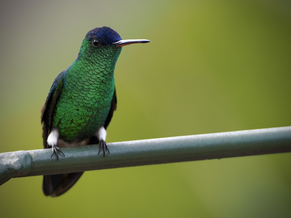 Indigo-capped Hummingbird - ML490689561