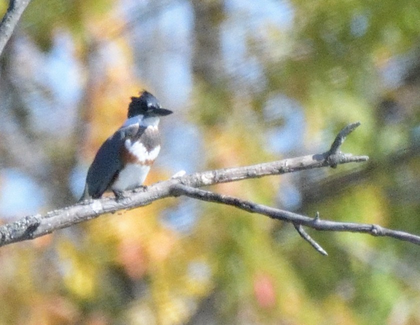 Belted Kingfisher - FELIX-MARIE AFFA'A