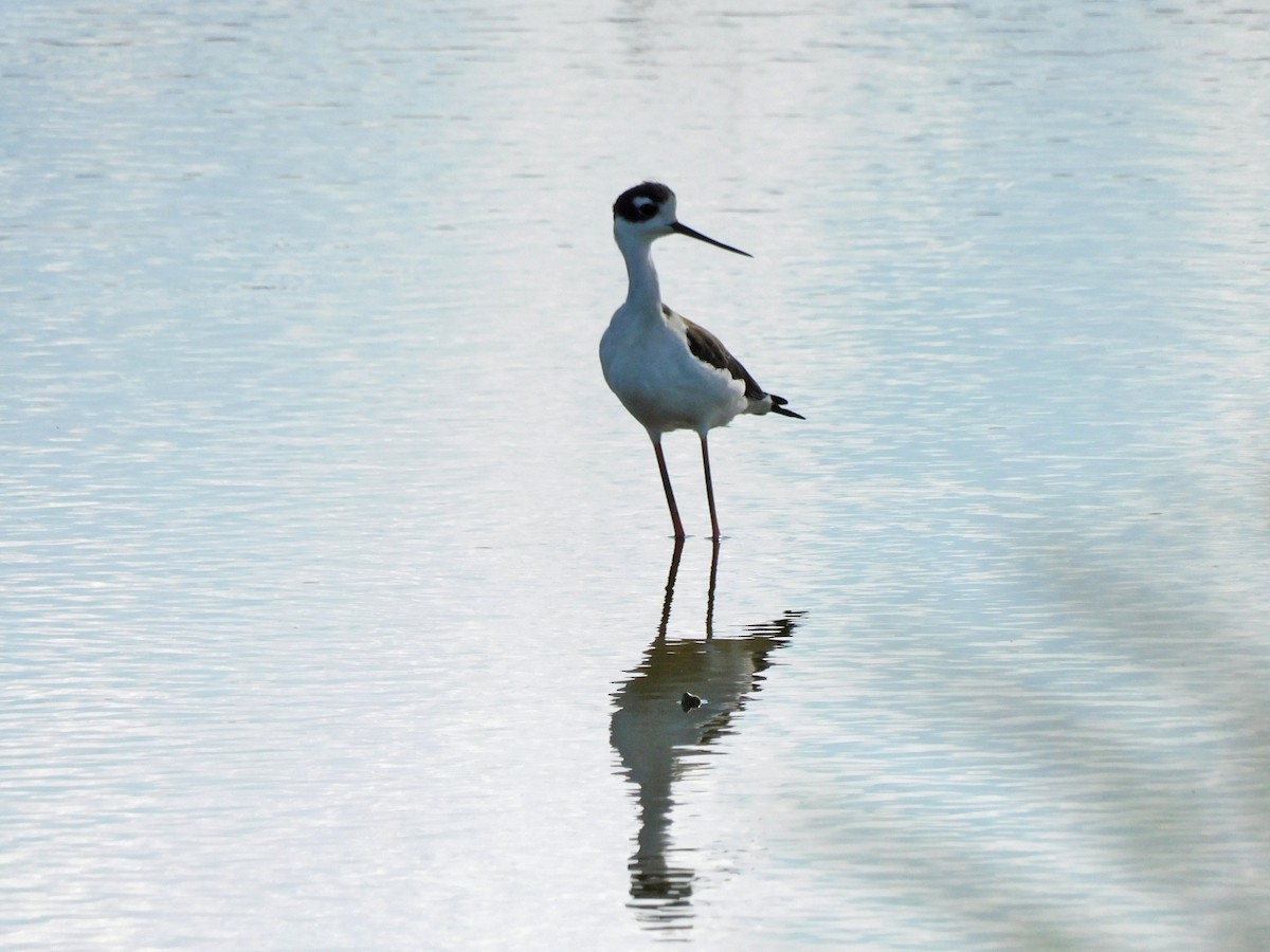 Black-necked Stilt - ML490689711