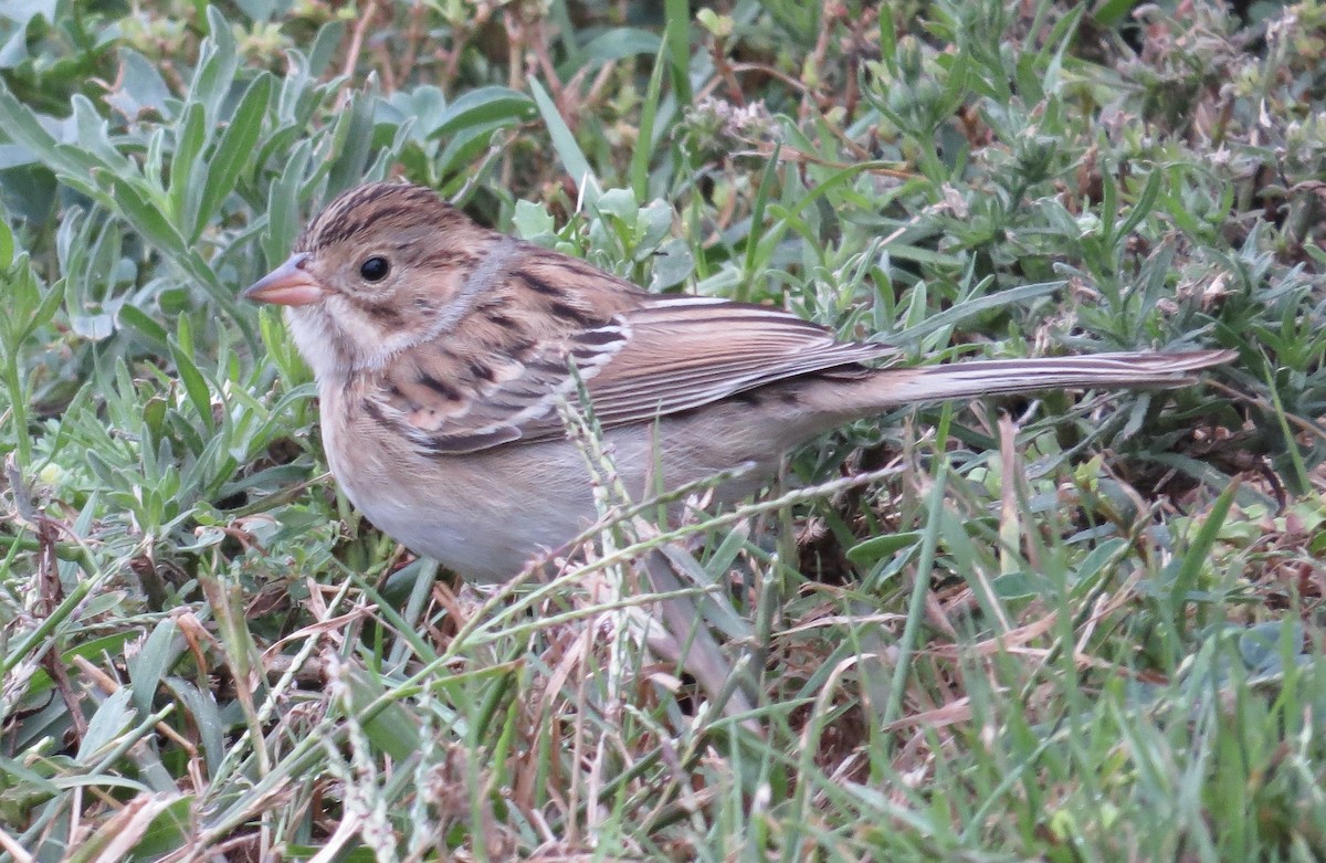 Clay-colored Sparrow - Thomas Wurster