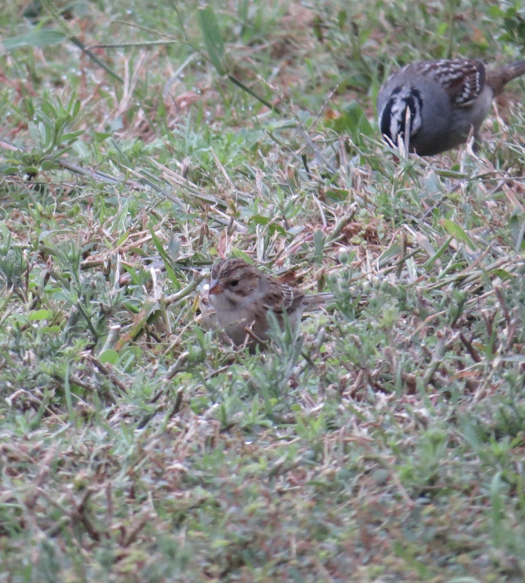 Clay-colored Sparrow - Thomas Wurster