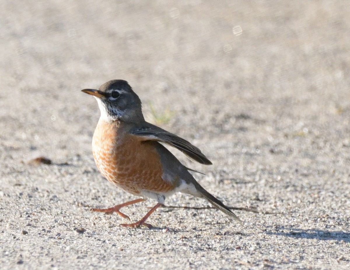 American Robin - ML490690241