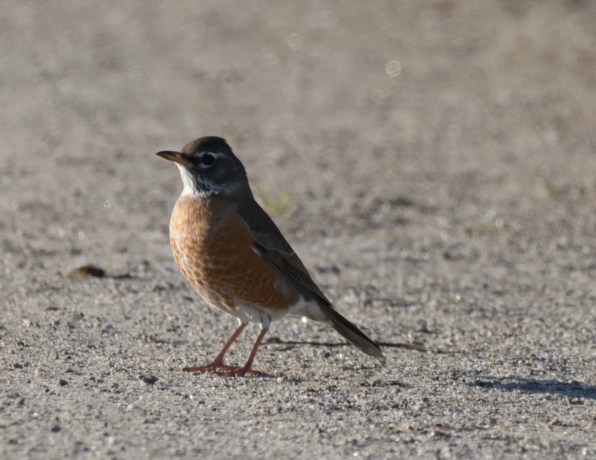 American Robin - ML490690251