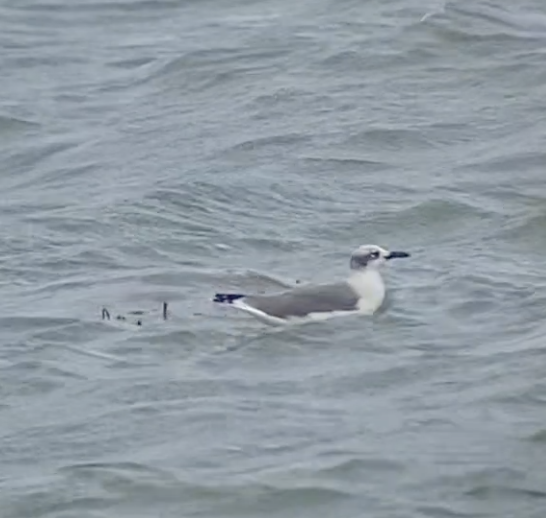 Laughing Gull - ML490692481