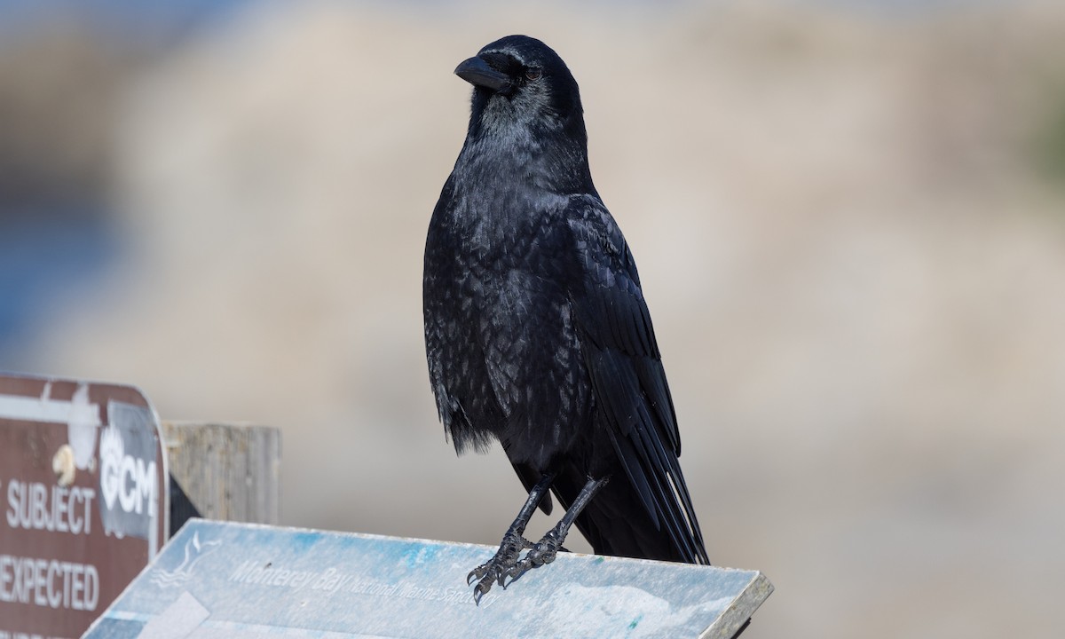 American Crow - ML490695171