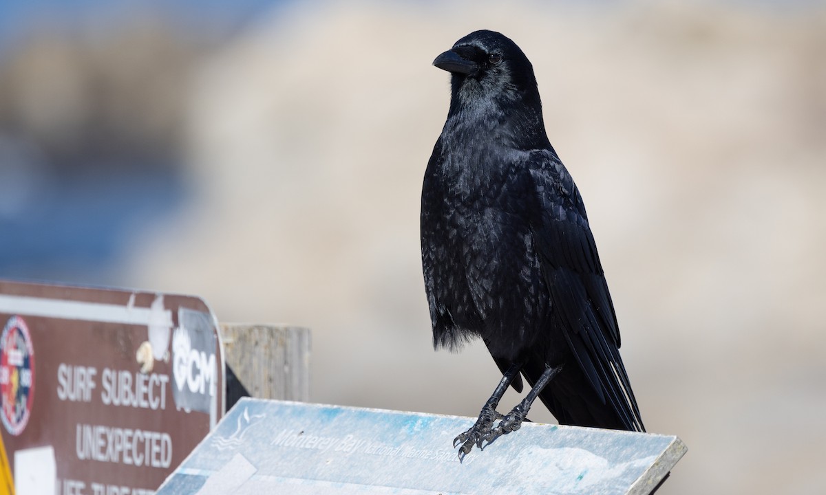 American Crow - ML490695181