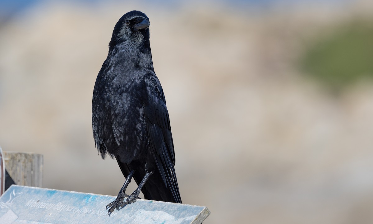 American Crow - ML490695191