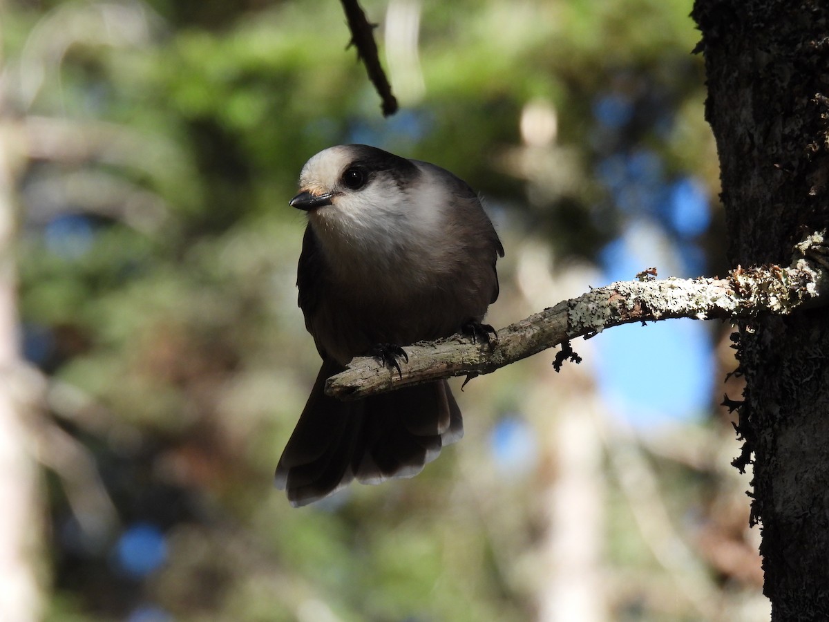 Canada Jay - ML490695241