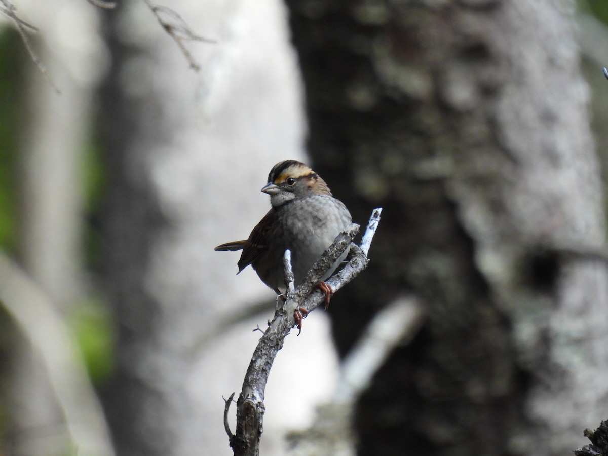 White-throated Sparrow - ML490695381