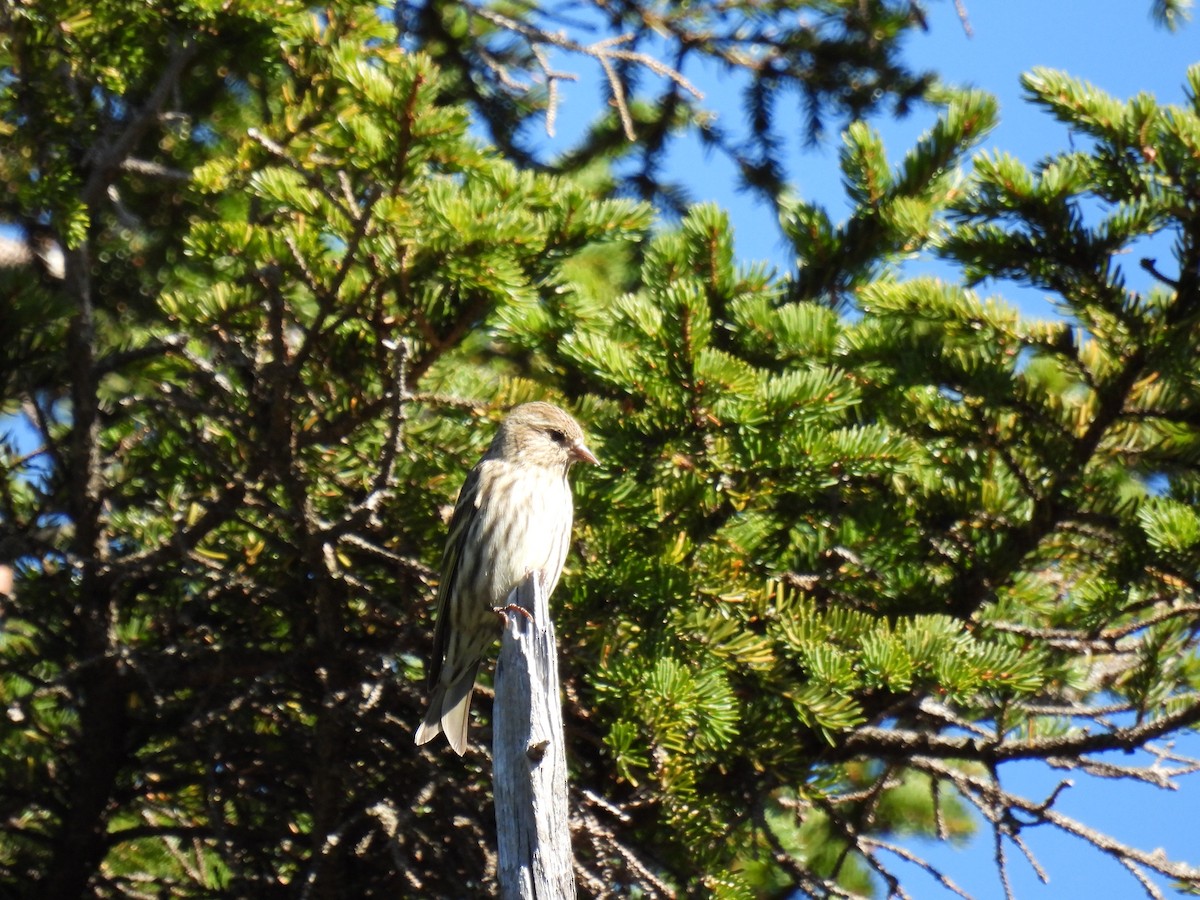 Pine Siskin - ML490695581