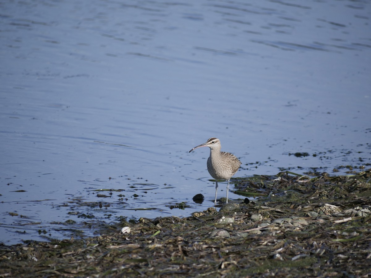 Hudsonian Whimbrel - ML490695911