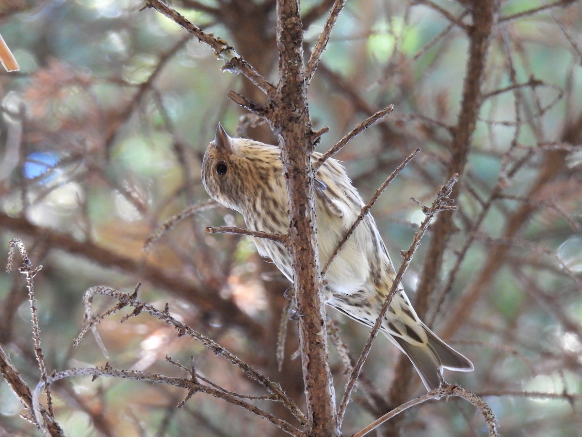 Pine Siskin - ML490696011