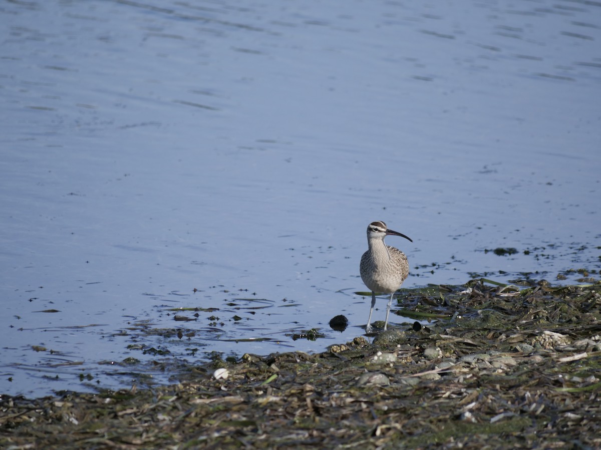 Hudsonian Whimbrel - ML490696021