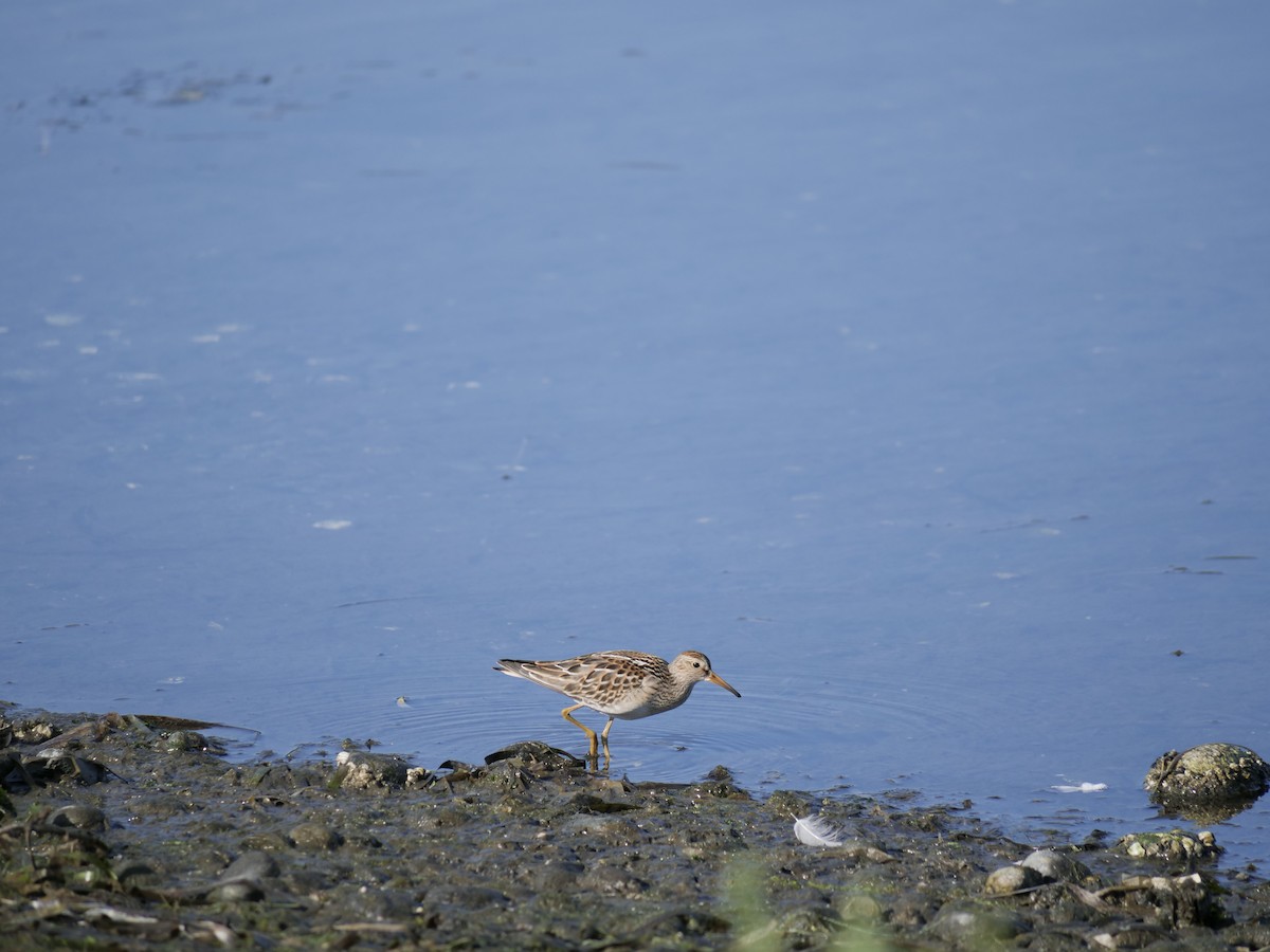 Pectoral Sandpiper - ML490696291