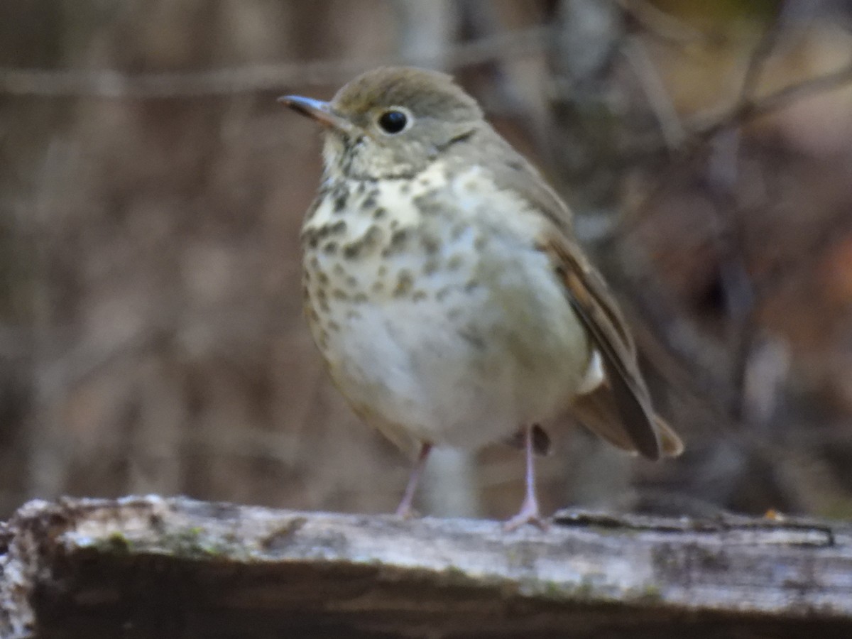 Hermit Thrush - ML490696331