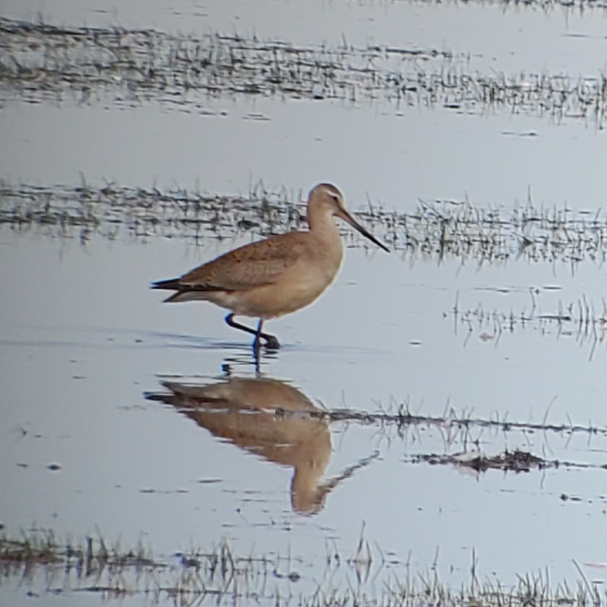 Hudsonian Godwit - ML490697801