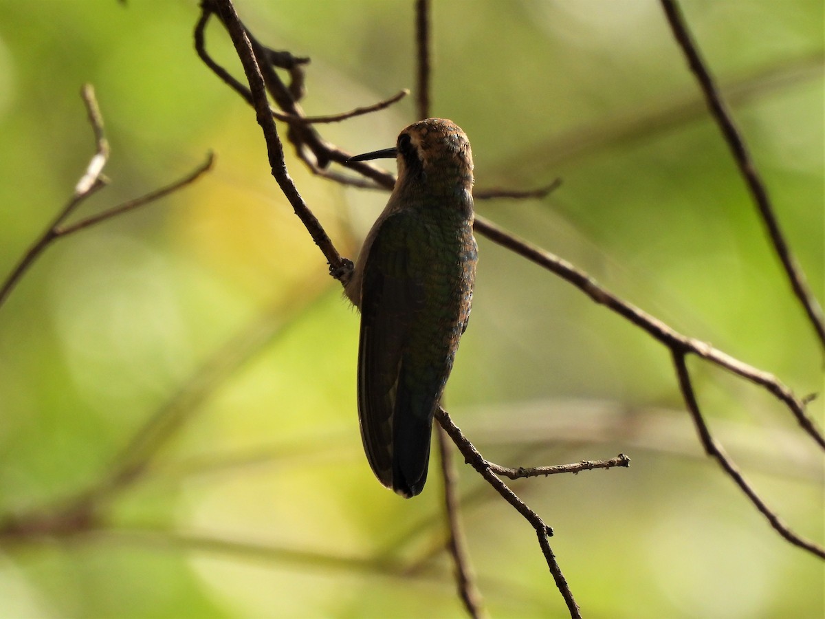 Speckled Hummingbird - Pablo Alejandro Pla