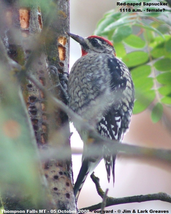 Red-naped Sapsucker - ML490701251