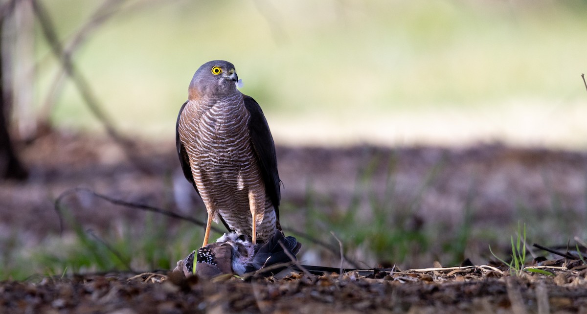 Collared Sparrowhawk - Zachary Flegg