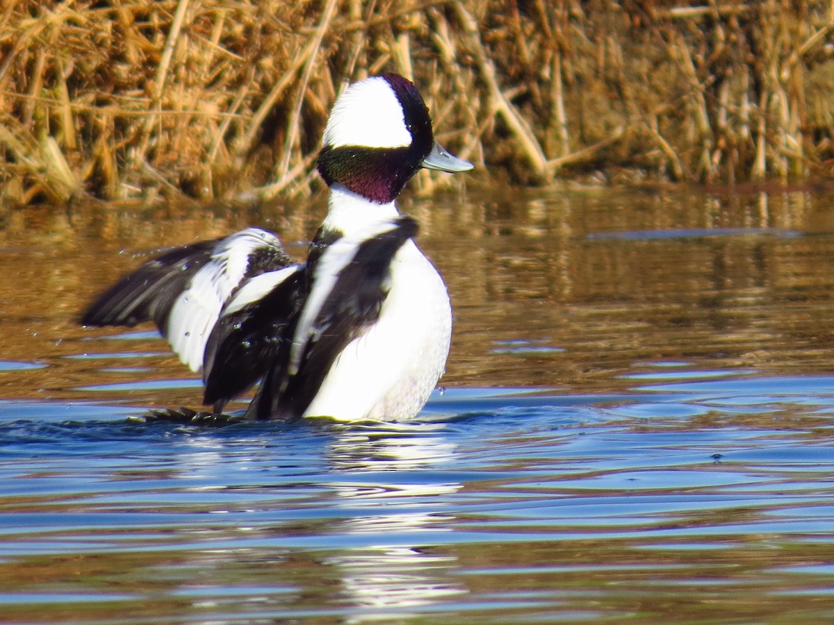 Bufflehead - ML49070141