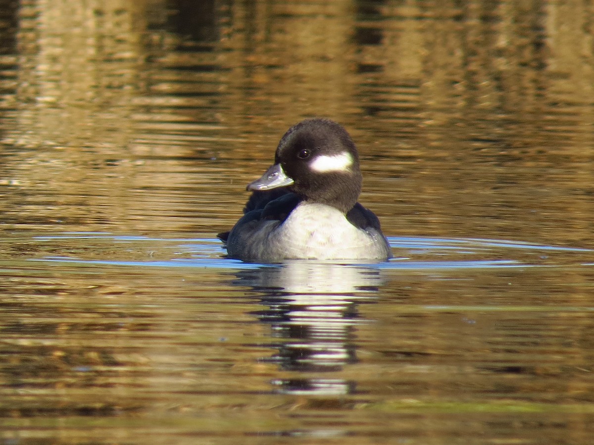 Bufflehead - ML49070171