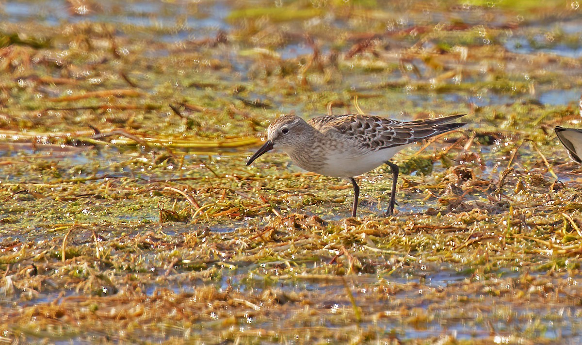 Baird's Sandpiper - ML490701781