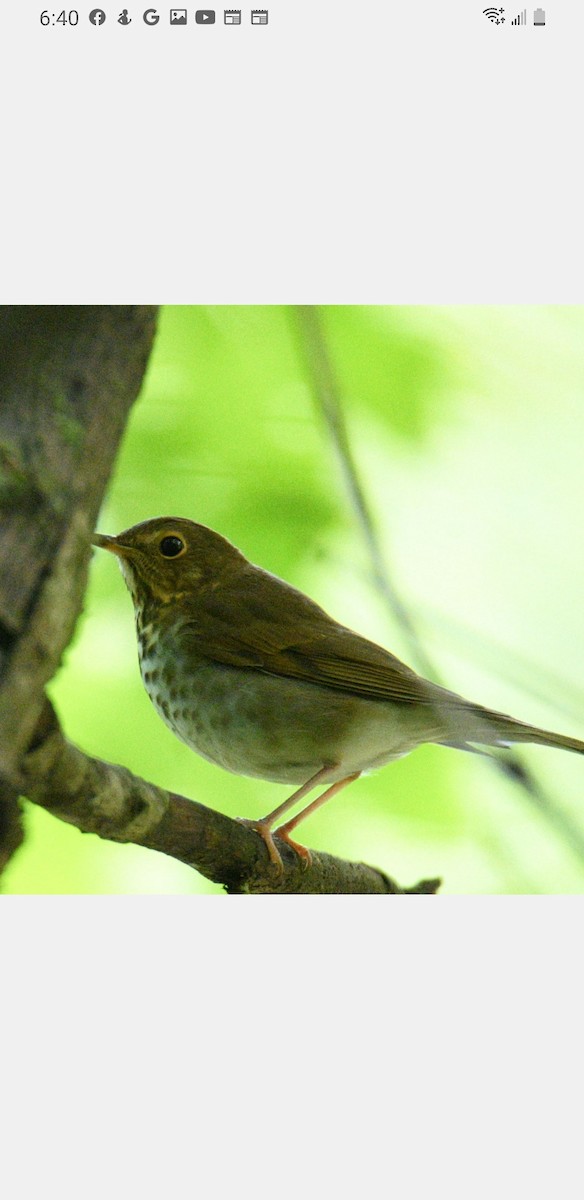 Swainson's Thrush - ML490702001