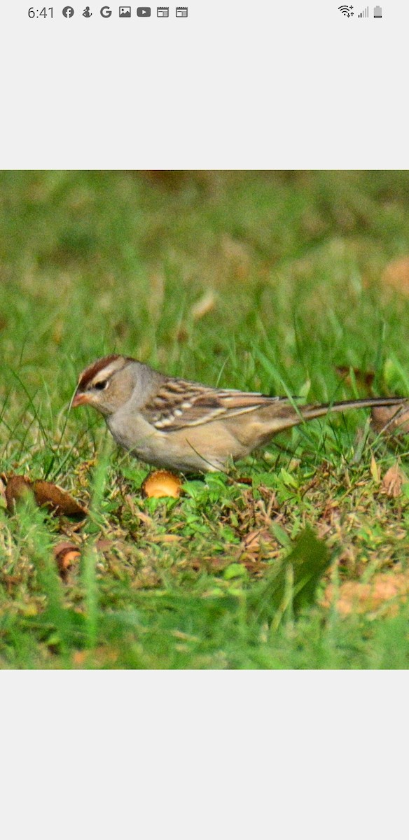 White-crowned Sparrow - ML490702351