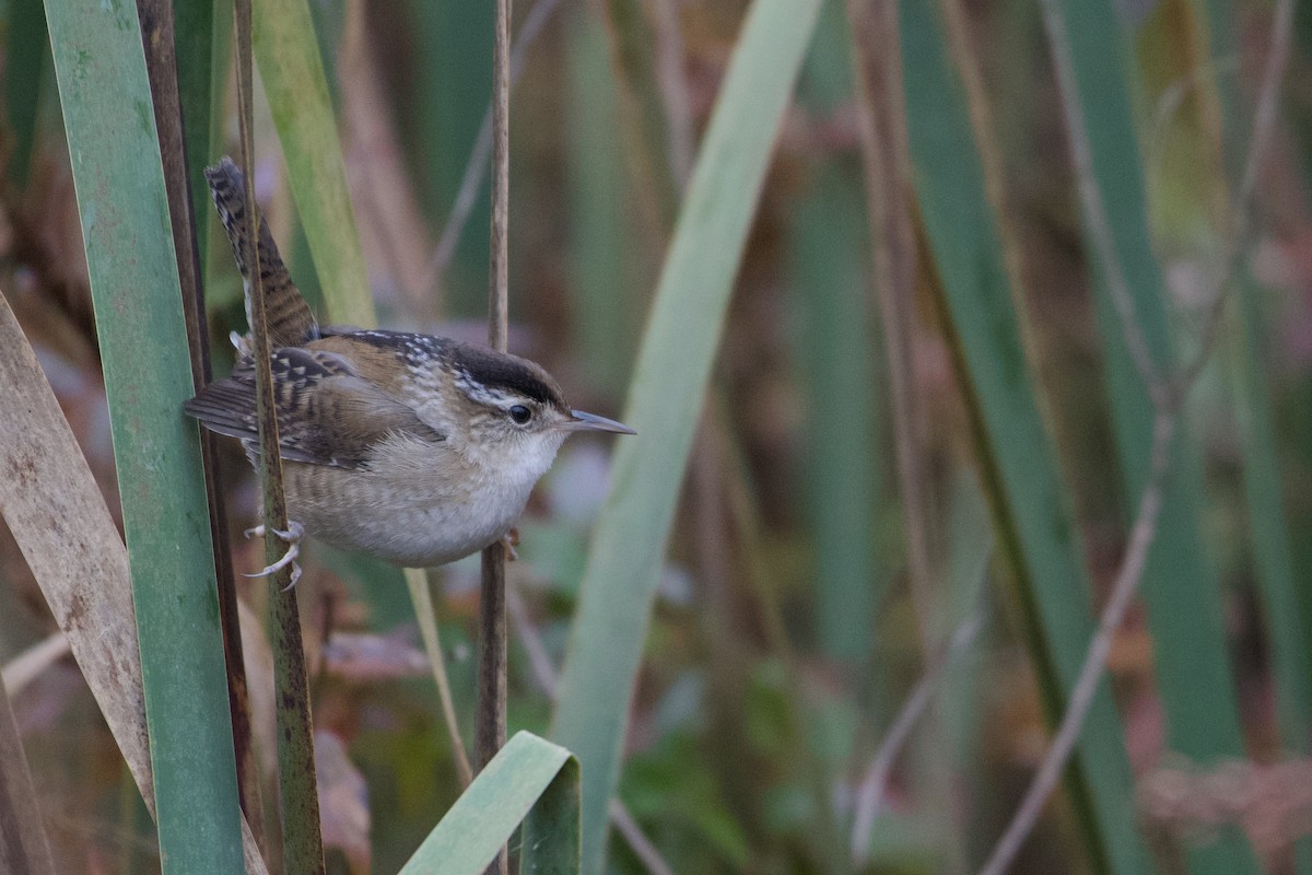 Marsh Wren - ML490702491