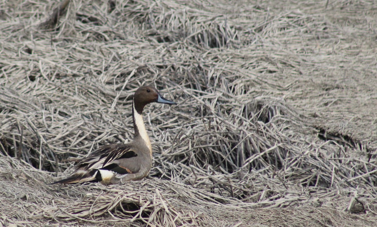 Northern Pintail - Rowan Young-McMurchie