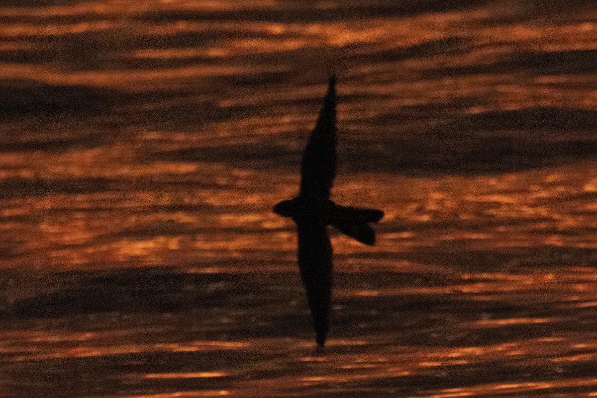 Bindenschwanz-Nachtschwalbe - ML490703201
