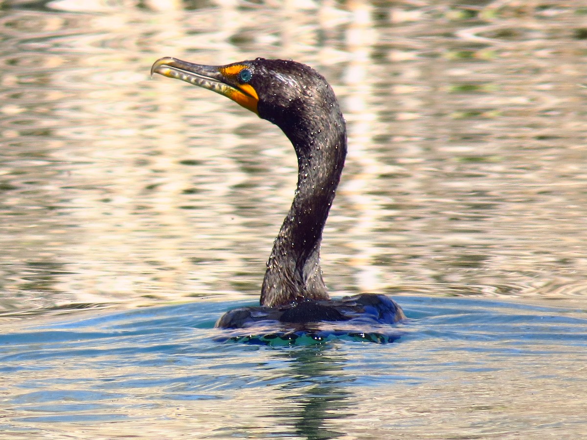 Double-crested Cormorant - ML49070351