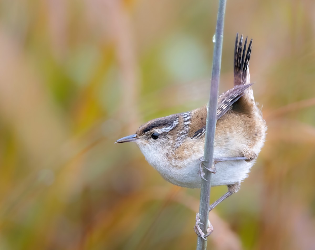 Marsh Wren - ML490703591