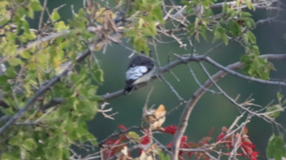 Red-headed Woodpecker - ML490704291