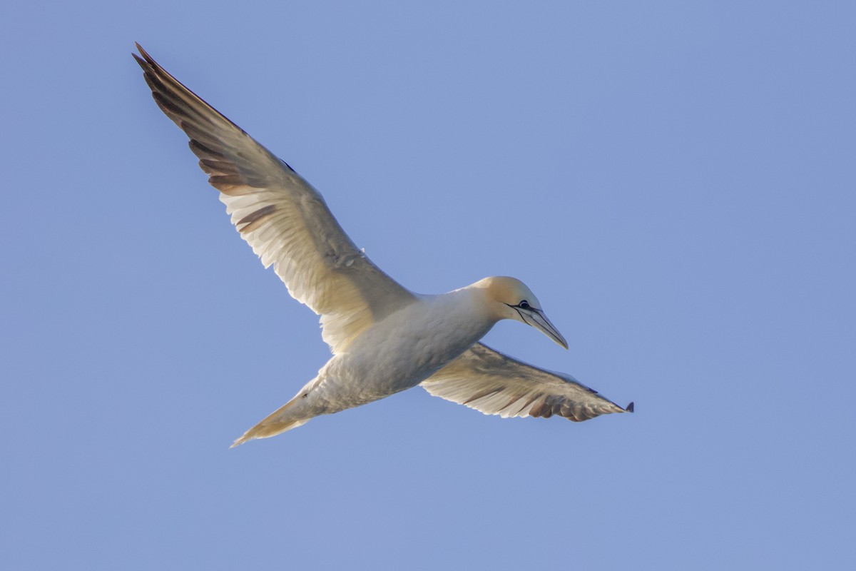 Northern Gannet - ML490704601