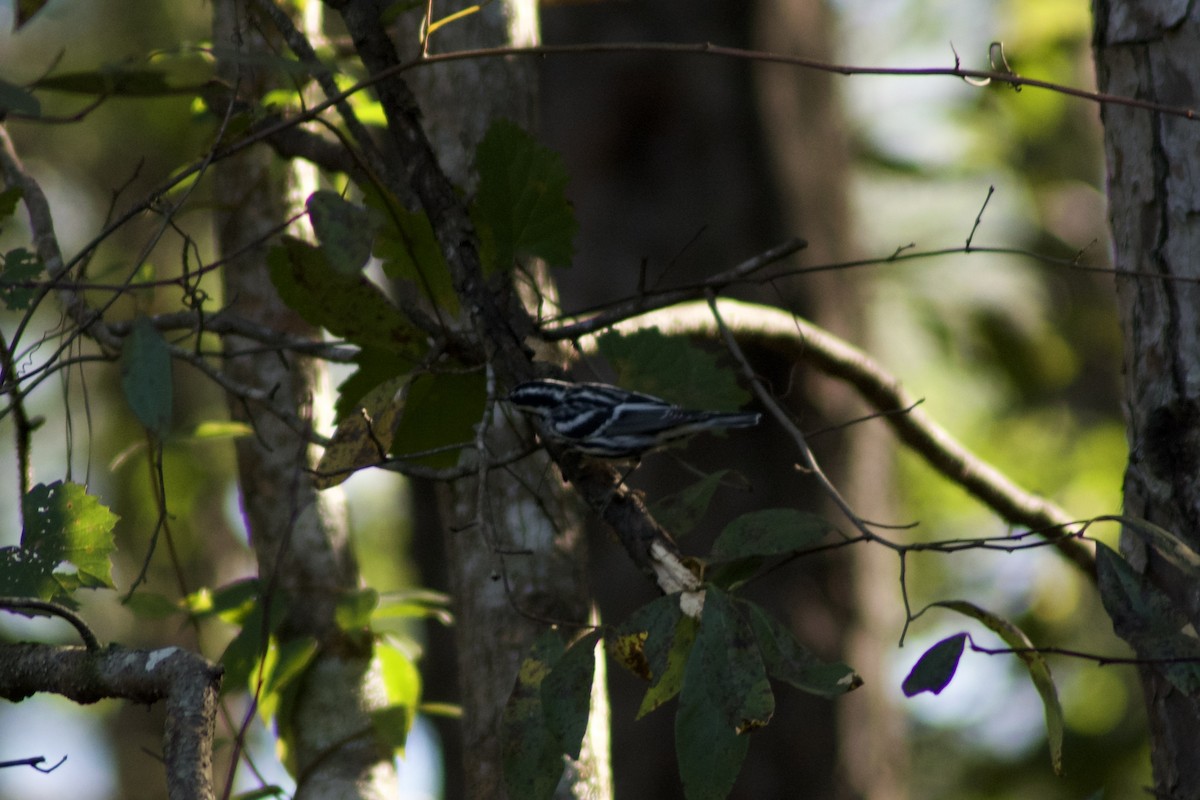 Black-and-white Warbler - ML490704831