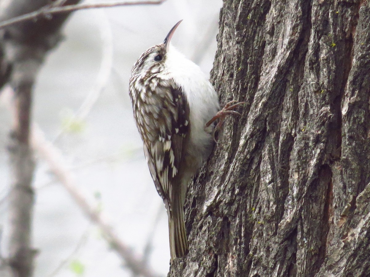 Brown Creeper - ML49070601