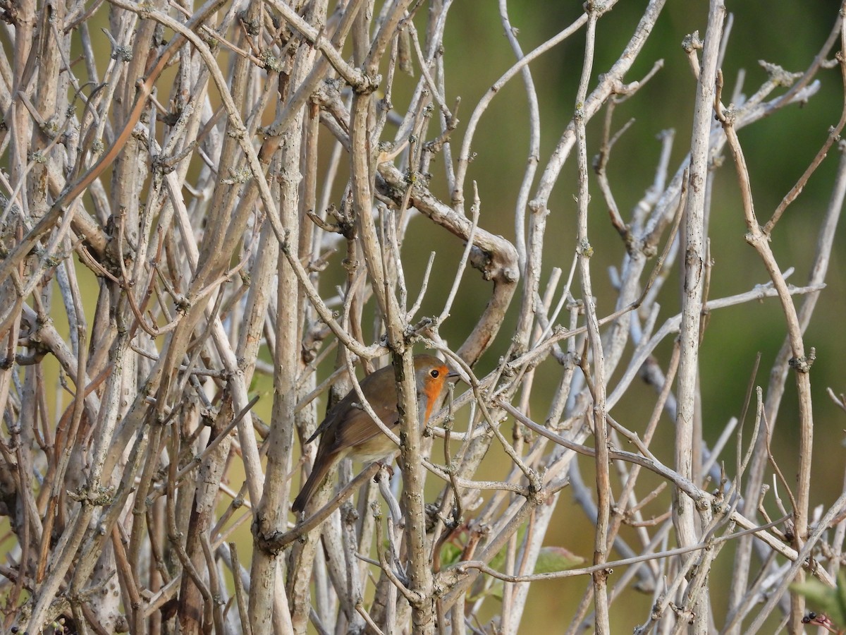 European Robin - Zhuofei Lu