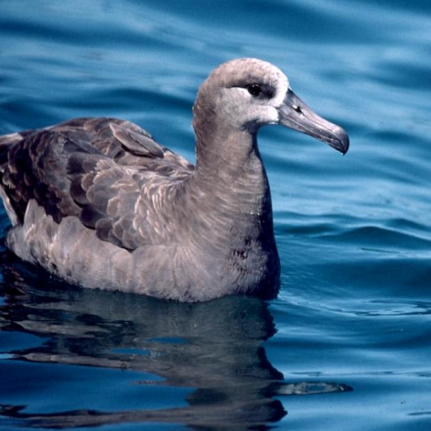 albatros černonohý - ML49070631