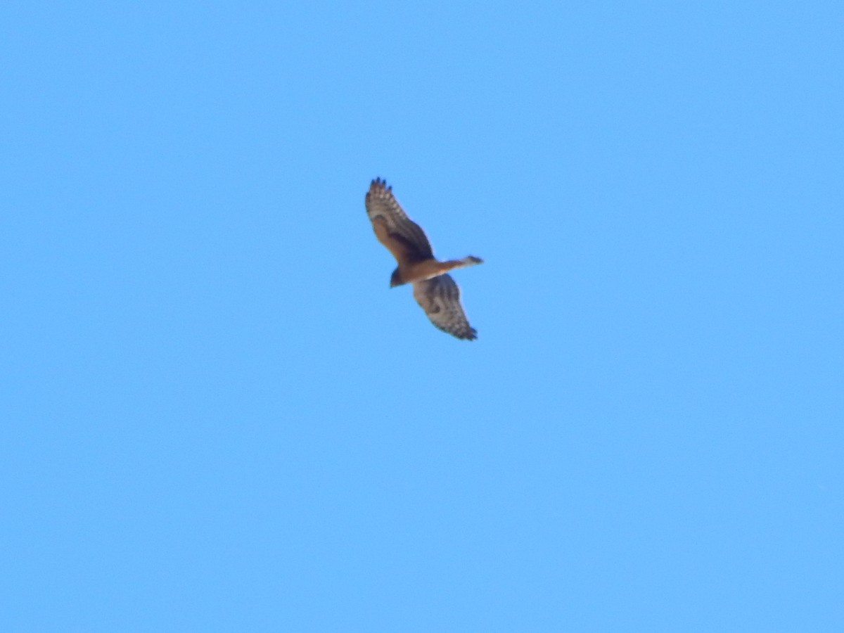 Northern Harrier - Kevin White